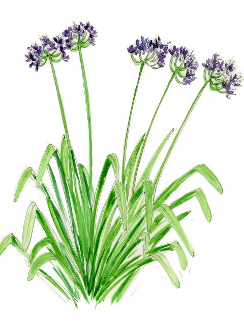 Agapanthus Mural